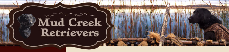mud creek retrievers, Illinois