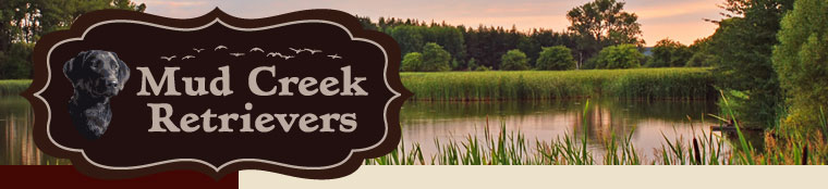 mud creek retrievers, Illinois
