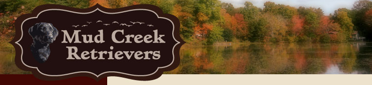 mud creek retrievers, Illinois
