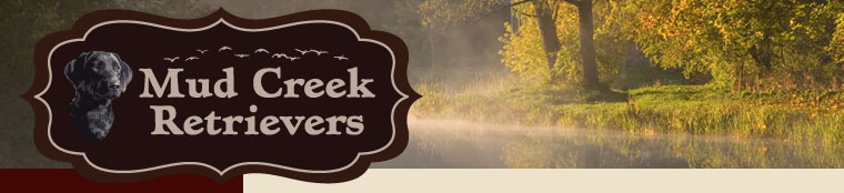 mud creek retrievers, Illinois